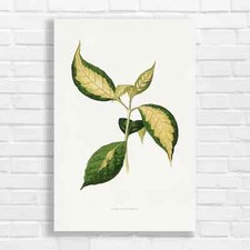 Botanical Graptophyllum Canvas