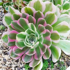 Aeonium Pink Witch Variegata