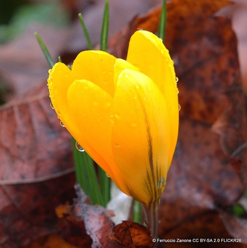 Crocus - , flowering)