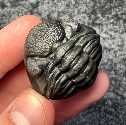 Pedinopariops trilobite fossil - pedinopariops,