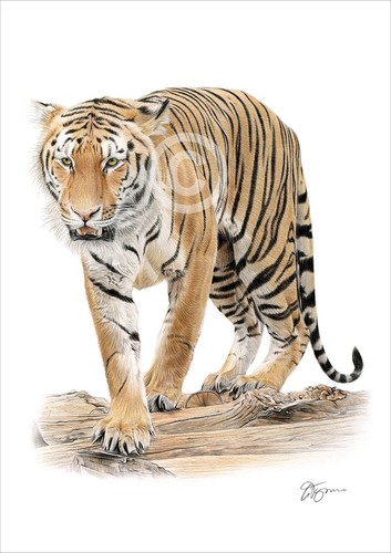 Tiger portrait colour pencil - portrait,