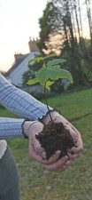 3 Sycamore Tree Saplings 10-20