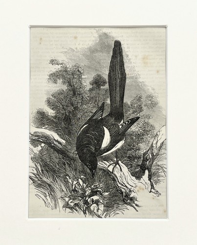 Magpie bird print c 1880 - bird, c.1880