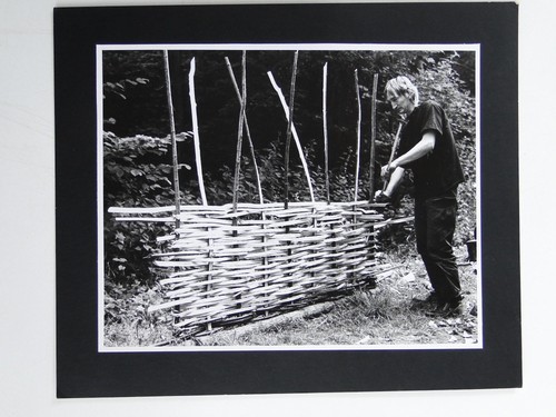 Hazelwood fence maker wattle - hazelwood,