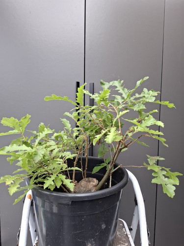 Very chunky yamadori oak - chunky,