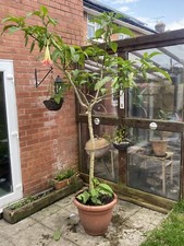 Datura/Brugmensia Garden Plant