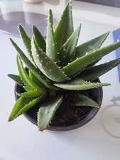 Dwarf aloe vera - aloe,