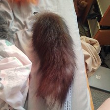 Silver Fox Tail
