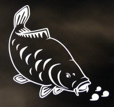 FEEDING MIRROR CARP White Exterior Vinyl Fishing Car Decal / Sticker | FREE p&p