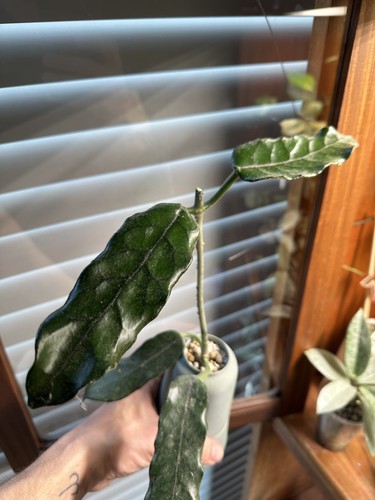 Rare hoya wmz - rare, mountain