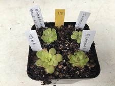 Pinguicula Collection  #17