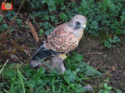 Kestrel figure vivid - by,