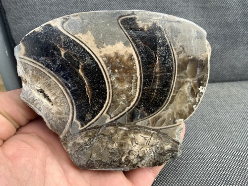 Polished ammonite section - polished, rare