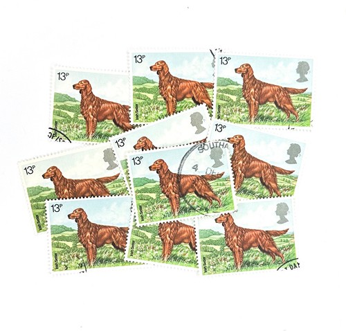 Irish setter dog - irish, dog,