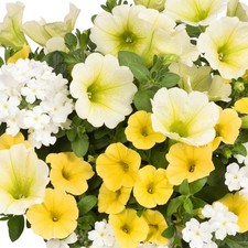 Trio Sunshine | Outdoor Garden