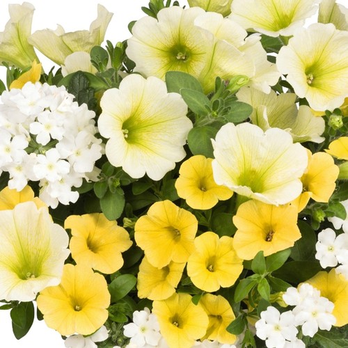 Trio sunshine outdoor garden - |,