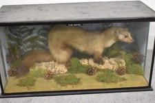Vintage Taxidermy Pine Marten