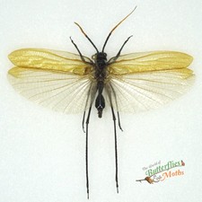 Aganacris velutina katydid