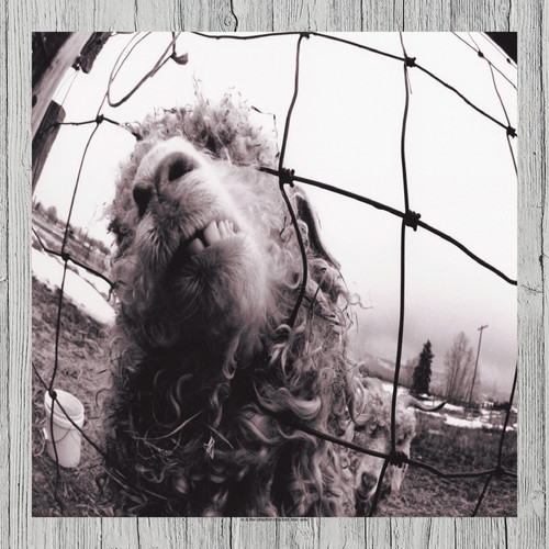 Pearl jam album cover - pearl,