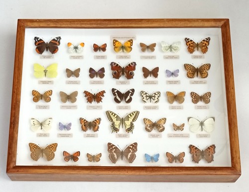 Collection 35 british - of,
