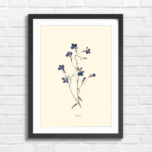 Blue lobelia botanical flower - botanical,