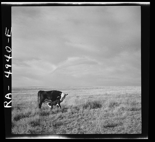 Photo grazing land - photo:grazing, land.