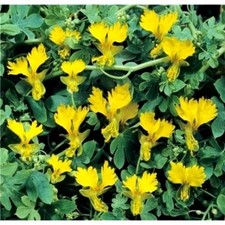 NASTURTIUM PEREGRINUM CLIMBING CANARY CREEPER 60 SEEDS