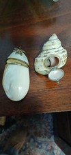 Victorian Sea Snail Shells Snuff Box.circa 1900