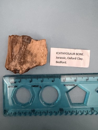 Ichthyosaur bone jurassic - ichthyosaur,