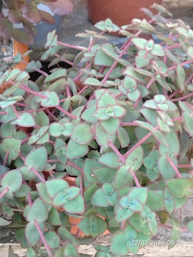 One pot callisia - one,