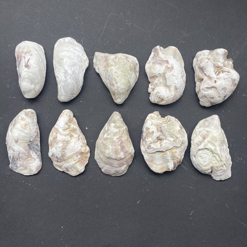 Medium oyster shells - oyster, south
