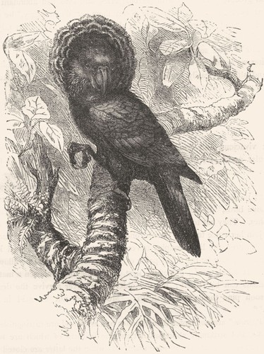 Birds cracker parrot - cracker.,