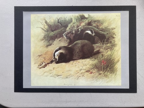 Vintage british mammal print - british,