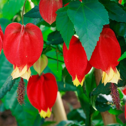 Abutilon megapotamicum bushy - abutilon,