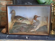 Antique Glass Case Of