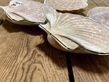 Extra large (14-15cm) natural scallop shells with lid (set2)