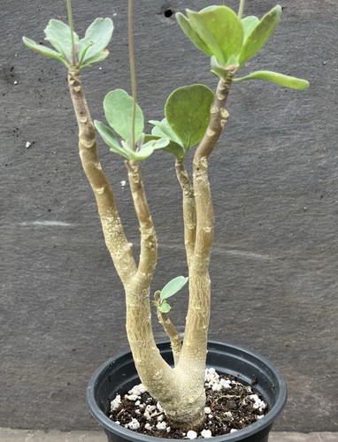 Othonna triplinervia caudex - othonna,