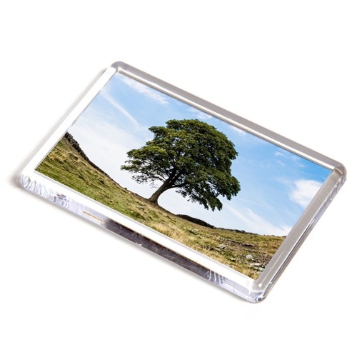 Fridge magnet sycamore - magnet,