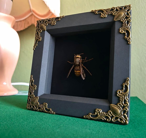 Mounted insect taxidermy - mounted,