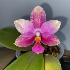 Phalaenopsis Joy Spring Venus