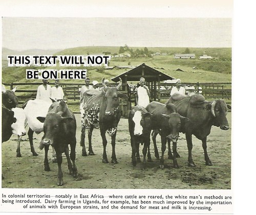 Uganda dairy farm - uganda,