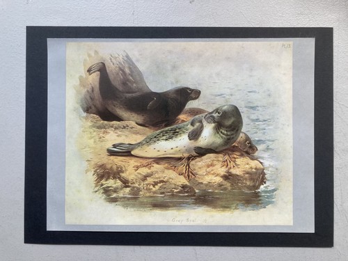 Vintage british mammal print - vintage,