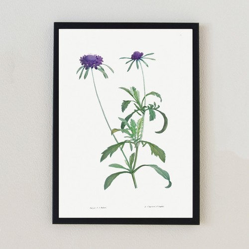 Botanical vintage flower - vintage,