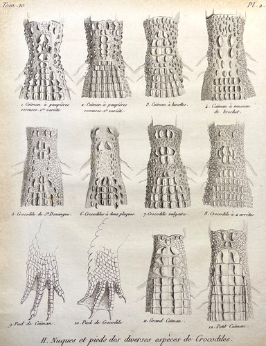 Crocodile skin antique - skin,