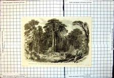 Old Great South Road Shepherds Bush Scene Attack Escort N Zealand 1863 19th