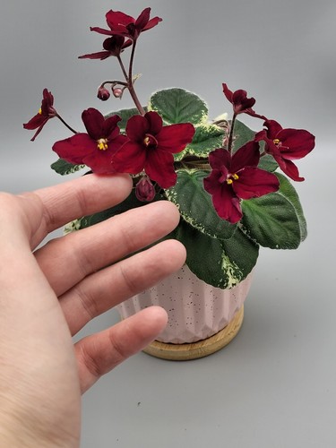 Variegated african violet - variegated,