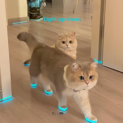 Cat light shoes - shoes,