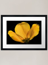 Yellow tulip on black