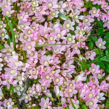 Anagallis tenella Pond Plant in 9cm Pot - Bog Pimpernel Marginal Water Plant