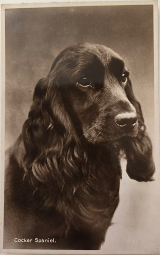 Dog postcards cocker spaniel - cocker,